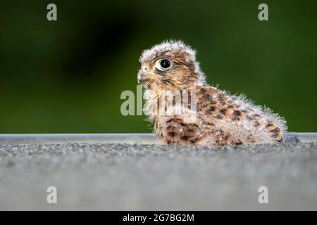 Gewöhnlicher Turmfalken (Falco tinnunculus), noch nicht flugfähiger Jungvögel sitzt in einer Rinne, Vulkaneifel, Rheinland-Pfalz, Deutschland Stockfoto