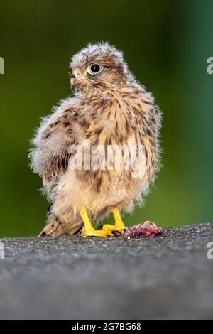 Gewöhnlicher Turmfalken (Falco tinnunculus), noch nicht fliegender Jungvögel mit Maus, Vulkaneifel, Rheinland-Pfalz, Deutschland Stockfoto