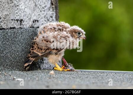 Gewöhnlicher Turmfalken (Falco tinnunculus), Jungvögel noch nicht flugfähig, Vulkaneifel, Rheinland-Pfalz, Deutschland Stockfoto