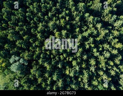 Drohnenbild, Fichtenwald mit einzelnen Laubbäumen von oben, Mondseeland, Salzkammergut, Oberösterreich, Österreich Stockfoto