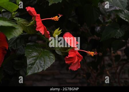 Rote Blüten auf einer Hibiskuspflanze, ausgestellt im Muttart Conservatory in Edmonton, Alberta, Kanada. Stockfoto