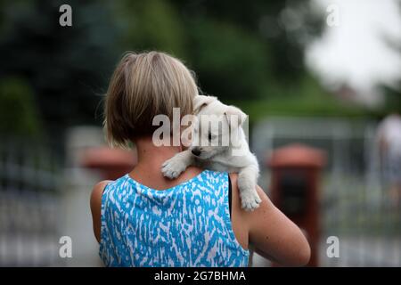 Junger weißer Hund posiert für Fotos auf grünem Gras Stockfoto