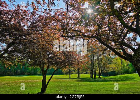 Krabbenapfelbäume in voller Blüte im Frühling Stockfoto