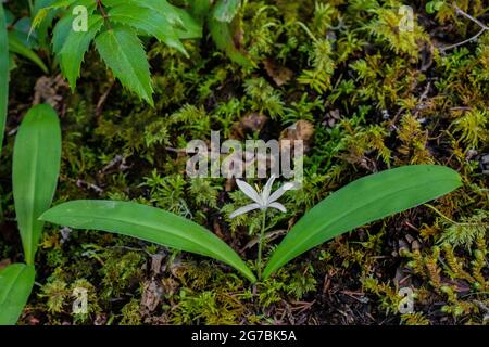 Queen's Cup, Clintonia uniflora, blüht auf einem moosigen Waldboden entlang des Skookum Flats Trail, Mount Baker-Snoqualmie National Forest, Washington Street Stockfoto