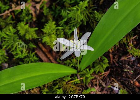 Queen's Cup, Clintonia uniflora, blüht auf einem moosigen Waldboden entlang des Skookum Flats Trail, Mount Baker-Snoqualmie National Forest, Washington Street Stockfoto