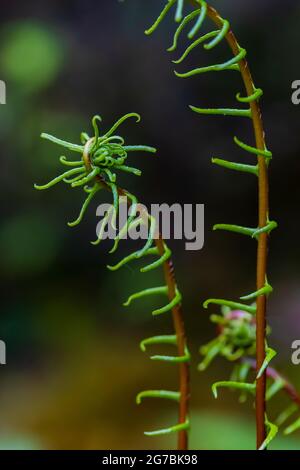 Deer Fern, Struthiopteris spicant, steriler Stiel, der im Frühjahr entlang des Skookum Flats Trail, Mount Baker-Snoqualmie National Forest, Washington State, aufsteigt Stockfoto