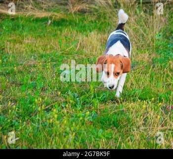 Beagle Hund läuft durch grüne Wiese. Kopieren Raum Haushund Konzept. PET-Hintergrund. Welpe Beagle Hund im Naturpark Stockfoto