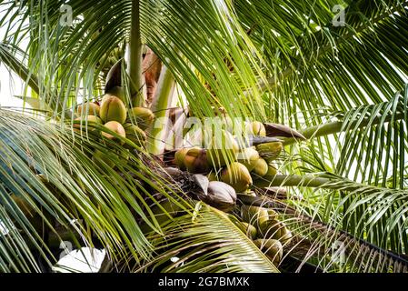 Kokosnussbaum mit grüner Kokosnuss in der Schale Stockfoto