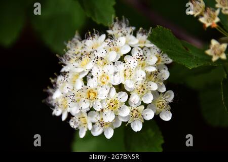 Gewöhnlicher, ninebark (Physocarpus) blühender Strauch. Kleine weiße Blüten mit grünen Blättern im Hintergrund. Stockfoto