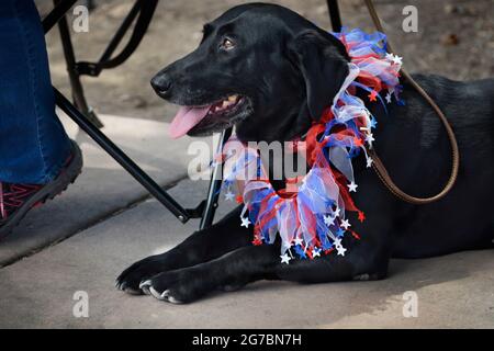 Ein schwarzer Labrador Retriever, der ein Mode-Accessoire für den 4. Juli trägt, sitzt neben seinem Besitzer bei einem Unabhängigkeitstag in Santa Fe, New Mexico. Stockfoto