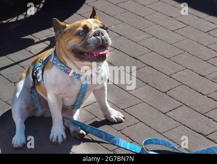 Auf einem Bürgersteig in Santa Fe, New Mexico, wartet geduldig eine Bulldogge auf seinen Besitzer bei einer Autolampen am 4. Juli. Stockfoto