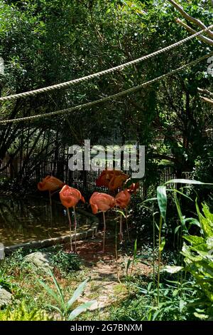 Eine Gruppe amerikanischer Flamingos (Phoenicopterus ruber) findet Schatten in der heißen Sommersonne. Amerikanische Flamingos sind in Zentral- und Nord-So. Amer. Stockfoto