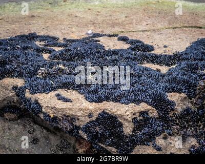 Baby-blaue Muscheln, die sich in einem großen Haufen, Castlepoint, Nordinsel, Neuseeland, an den Felsen Klammern Stockfoto