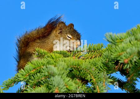 Ein junges rotes Eichhörnchen 'Tamiasciurus hudsonicus', das auf einem Fichtenzweig vor einem klaren blauen Himmel im ländlichen Alberta, Kanada, schläft Stockfoto