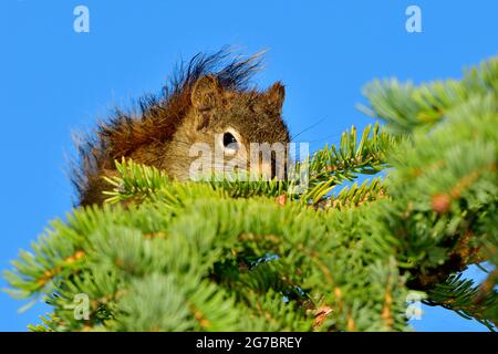 Ein junges rotes Eichhörnchen 'Tamiasciurus hudsonicus', das in einem Tannenzweig vor einem klaren blauen Himmel im ländlichen Alberta, Kanada, ruht Stockfoto