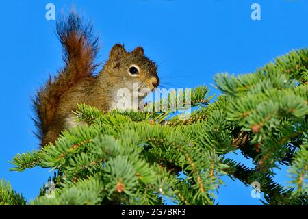 Ein junges rotes Eichhörnchen 'Tamiasciurus hudsonicus', das in einem Tannenzweig vor einem klaren blauen Himmel im ländlichen Alberta Canada auf Nahrungssuche geht Stockfoto