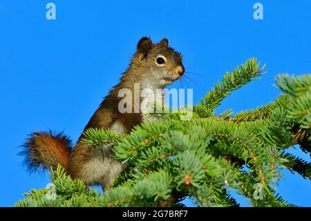 Ein junges rotes Eichhörnchen 'Tamiasciurus hudsonicus', das auf einem Fichtenzweig vor einem klaren, blauen Himmel im ländlichen Alberta Canada auf Nahrungssuche geht Stockfoto