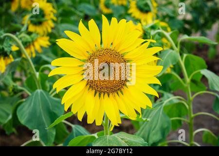 Große blühende gelbe Sonnenblume mit vielen Samen in der Natur Stockfoto