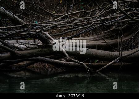 Verstorbene Bäume Stumpfwurzel lag in einem dunklen Sumpf mit Licht und Schatten Stockfoto