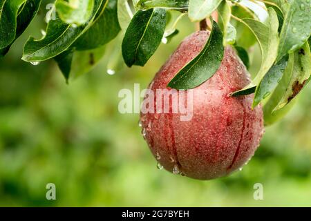 Birnen und Äpfel sind die Hauptanbauflächen in der Columbia Gorge. Das Hood River Valley ist eine erstklassige Lage für Obstgärten und Obst. Stockfoto