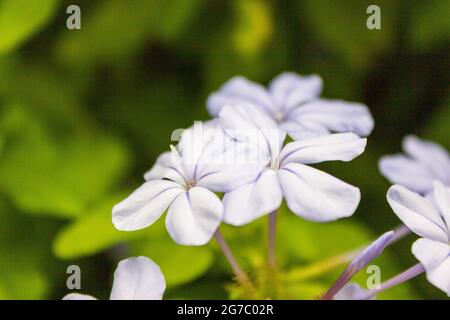 Blassblaue, violette Blüten des blauen plumbago, auch bekannt als kapelblattwurz. Stockfoto