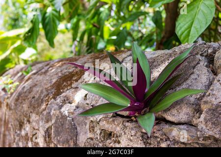 Eine tradescantia entsteht aus einem Riss in einer Steinmauer auf der Insel St. Croix, USVI. Stockfoto