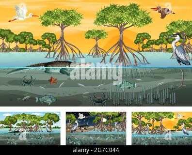 Verschiedene Mangrovenwaldlandschaftsszenen mit Tierdarstellung Stock Vektor