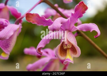 Eine wunderschöne rosa, violette und gelbe Rauschblütenschomburgkia humboldtii-Orchidee, die in der St. George Village Botanischer Garten von St. Croix. Stockfoto