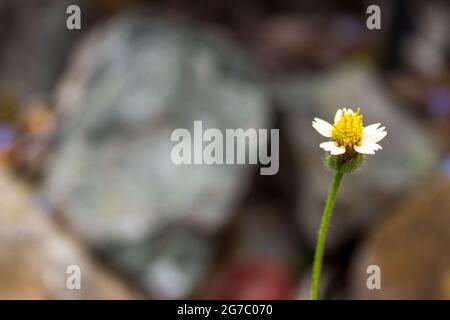 Eine kleine weiße Blume hebt sich vor einem unscharfen Hintergrund der Felswände hervor. Stockfoto