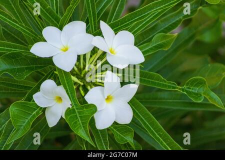 Weiße, gelbe Frangipani, auch Plumeria genannt, werden auch in traditionellen hawaiianischen Leis verwendet. Stockfoto