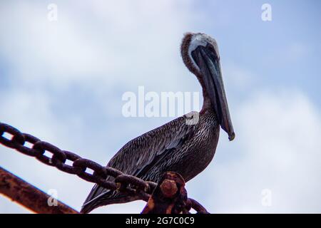 Ein Pelikan sonnt sich in der Sonne, während er auf einem alten Hafenkran am Pier in Frederiksted, St. Croix, USVI, thront. Stockfoto