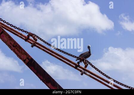 Ein Pelikan sonnt sich in der Sonne, während er auf einem alten Hafenkran am Pier in Frederiksted, St. Croix, USVI, thront. Stockfoto