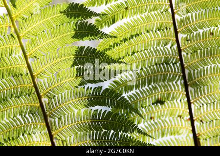 Dicksonia Antarctica. Baumfarn Wedel Muster Stockfoto