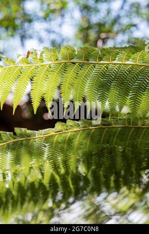 Dicksonia Antarctica. Baumfarn Wedel Muster Stockfoto