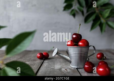 Süße Kirschbeeren in Metall Gießkanne auf Holzhintergrundtisch, betongraue Wand. Frische, Sommer konzeptueller minimaler Hintergrund. Öko, Bio f Stockfoto