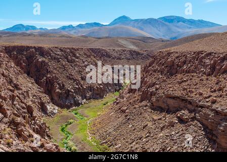 Seltener Bach mit grünen fruchtbaren Tal in der trockenen Atacama Wüste, Chile. Stockfoto