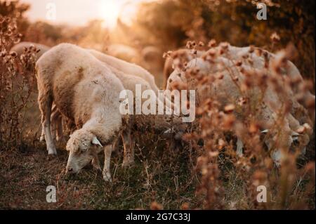 Bei Sonnenuntergang grast eine Herde Schafe auf einer schönen Wiese. Stockfoto