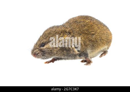 Feldmaus oder Kurzschwanzmaus (Microtus agrestis). Kleine Wühlmaus mit braunem Fell, die auf weißem Hintergrund läuft Stockfoto