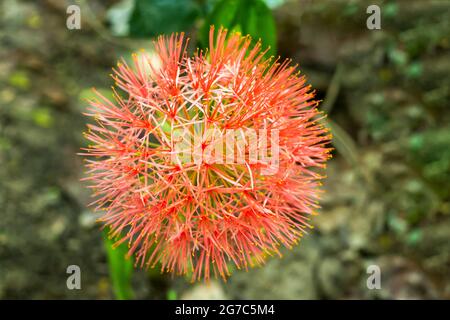 Häufig genannt Blutlilie oder mayflower oder Blutlilie alias Feuerballlilie, ist ein Verwandter der Amaryllis und ebenso einfach, drinnen und draußen zu wachsen Stockfoto