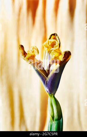 Schöne gelb-blaue Irisblume vor farbigem Hintergrund, fast welkende Blume Stockfoto