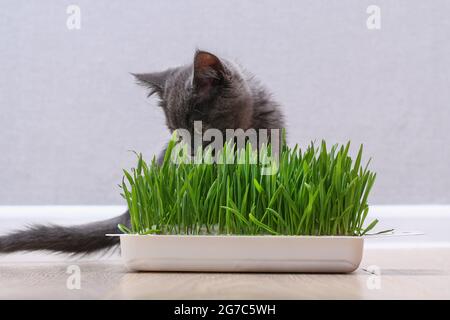 Ein kleines graues Kätzchen frisst grünes Gras, um Fell zu züchten. Die Katze isst Hafer, eine Quelle von Vitaminen. Stockfoto