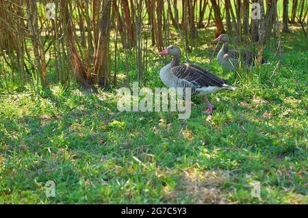 Zwei wilde Graugänse auf einer Lichtung. Sommerlandschaft. Stockfoto