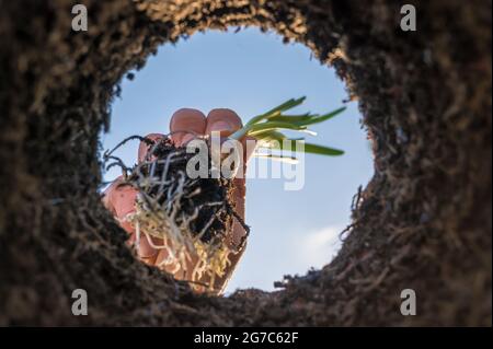 Im Frühjahr werden Blumenzwiebeln in den Boden gepflanzt Stockfoto