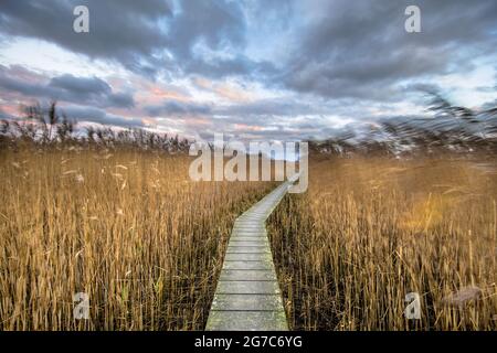 Holzsteg durch Salzwasser-Sumpfgebiet im Natura 2000-Gebiet Dollard, Provinz Groningen, Niederlande. Landschaftsaufnahme bei windigen Bedingungen im n Stockfoto