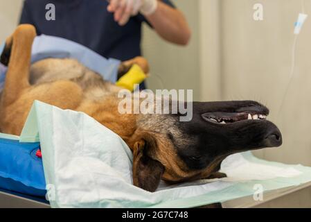 Hund unter Narkose während der Operation in einer Tierarztklinik.Deutscher Schäferhund ist betäubt. Veterinärkonzept.Nahaufnahme. Stockfoto