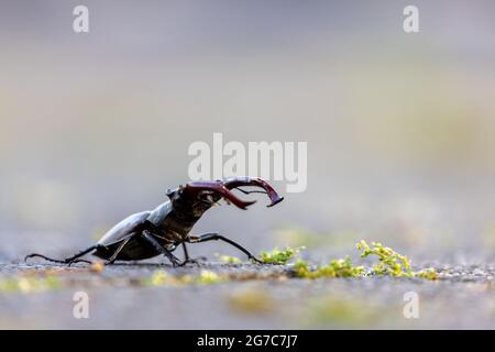 Europäischer Hirschkäfer (Lucanus cervius) am Boden in Offenbach. Stockfoto