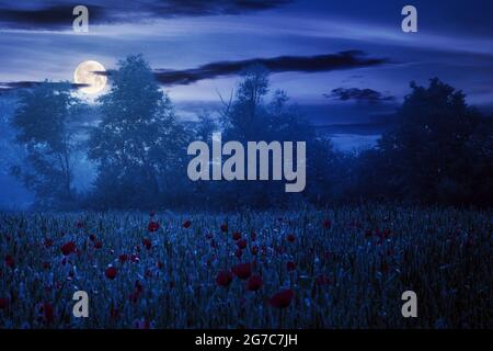 mohn blüht nachts im Weizenfeld. Schöne ländliche Landschaft im Nebel. Bäume verschwimmen in der Ferne. Wolken am Himmel im Vollmondlicht Stockfoto