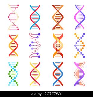 DNA-Helix-Symbole, Vektorzeichen der genetischen Medizin. Spiralmolekül-Struktur, Wissenschaft und wissenschaftliche Forschung, bunte DNA-Designelemente, menschliches Gen c Stock Vektor
