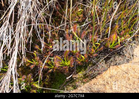 Gruppe des Kap-Sonnentaums (Drosera capensis) im Cederberg südlich von Clanwilliam im westlichen Kap von Südafrika Stockfoto