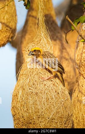 Männlicher Baya Weaver, der auf dem Nest steht und in die Ferne blickt Stockfoto